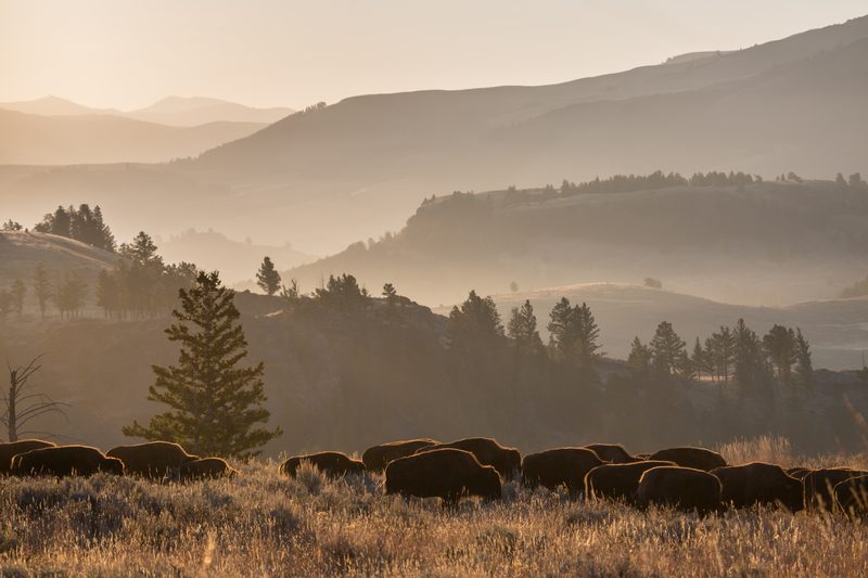 A herd of bison grazing in golden grass in Lamar Valley, with layered hills fading into morning haze
